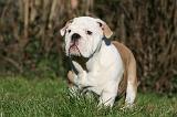 BULLDOG ANGLAIS 100
